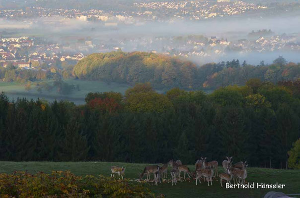 Blick vom Restaurant auf Staufeneck über das dazugehörende Wildgehege Richtung Salach un Eislingen