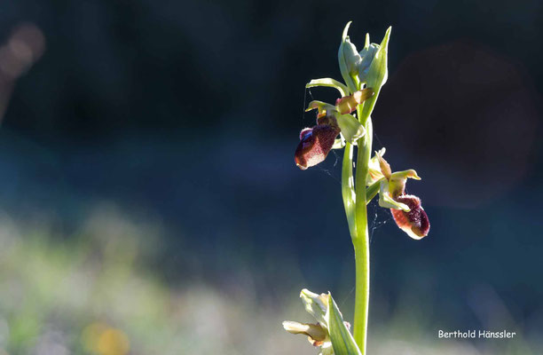 Mai 2020, Reichenbach i.T. Orchideenpfad, Spinnen-Ragwurz