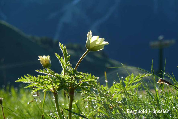 Dolomiten - Am Sellajoch