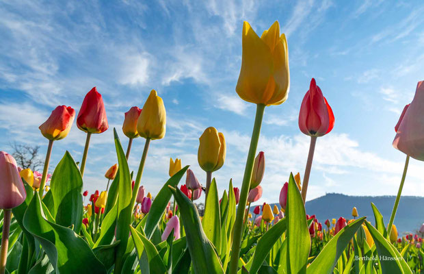 2025 - Blick über ein Tulpenfeld zur Teck - bei Owen