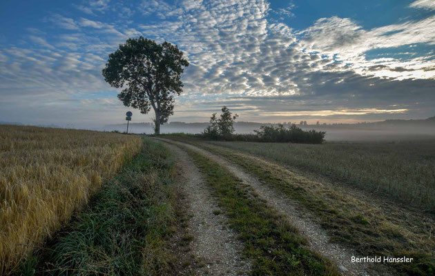 Morgenstimmung bei Scharenstetten