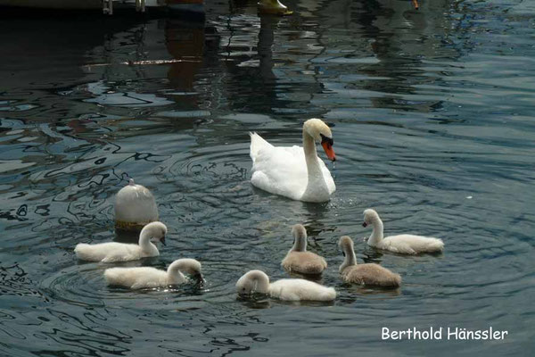 Gardasee - Bei Limone