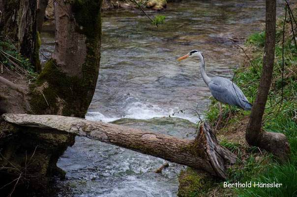 Reiher am Brühlbach auf dem Weg zum Uracher Wasserfall