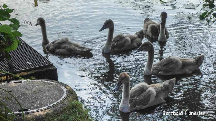 Schlossweiher Charlottensee - Junge Schwäne