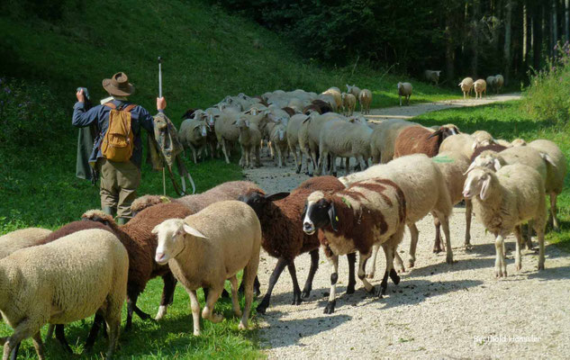 Schafherde in der Nähe des Filsursprungs