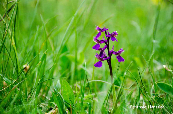 Orchidee 