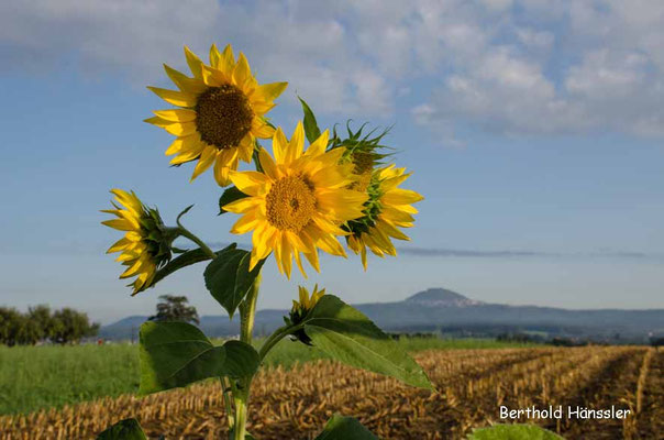 Blick über das Mittlere Filstal zum Hohenstaufen