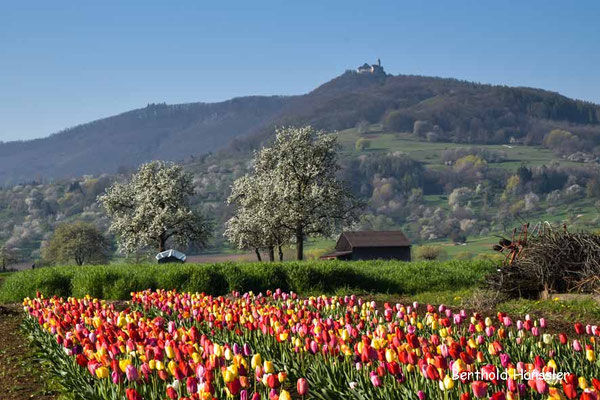 Blick über ein Tulpenfeld zur Teck - bei Nabern