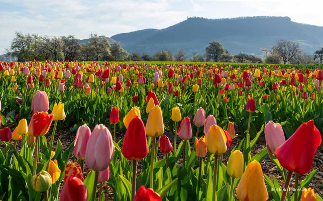 2025 - Blick über ein Tulpenfeld zur Teck - bei Owen