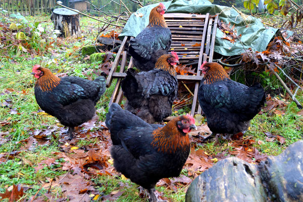 Unsere Marans in Pose
