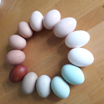 Schöne bunte Eier