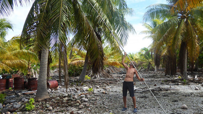 „Wir dürfen uns Kokosnüsse pflücken“: sagt der Nachbar