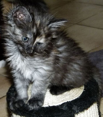 Meije et Mélyss des Glières, femelles black silver mackerel tabby & blanche et black tortie smoke & blanche - Chatterie des Glières