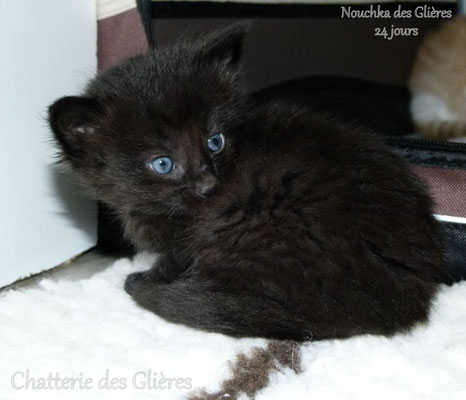 Chat des forêts norvégiennes - norvégien - norvégien noir