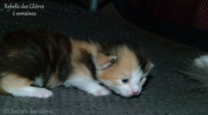 Rebelle des Glières, femelle norvégienne black tortie & blanche