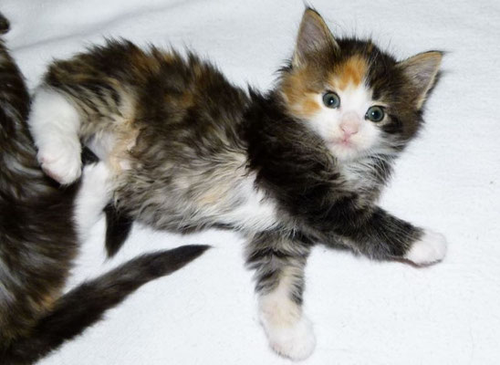 Mindy des Glières, femelle norvégienne brown tortie mackerel tabby & blanche -Chatterie des Glières