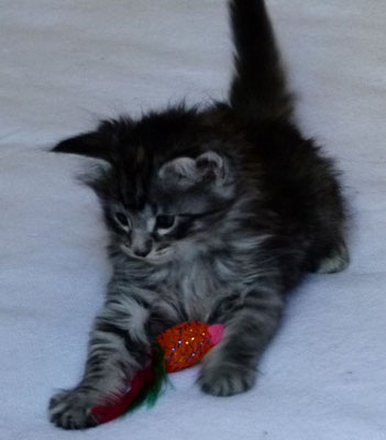 Myrtille des Glières, femelle norvégienne black tortie silver mackerel tabby - Chatterie des Glières