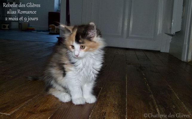 Rebelle des Glières, femelle norvégienne black tortie smoke & blanche