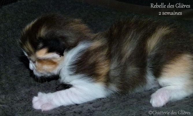 Rebelle des Glières, femelle norvégienne black tortie & blanche