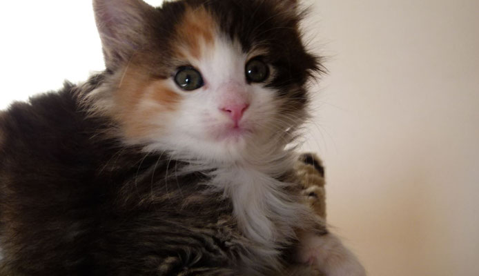 Mindy des Glières, femelle norvégienne brown tortie mackerel tabby & blanche -Chatterie des Glières