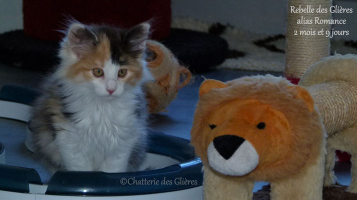 Rebelle des Glières, femelle norvégienne black tortie smoke & blanche