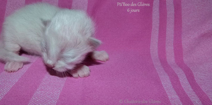 Pti' Boo des Glières, mâle sacré de Birmanie chocolat point