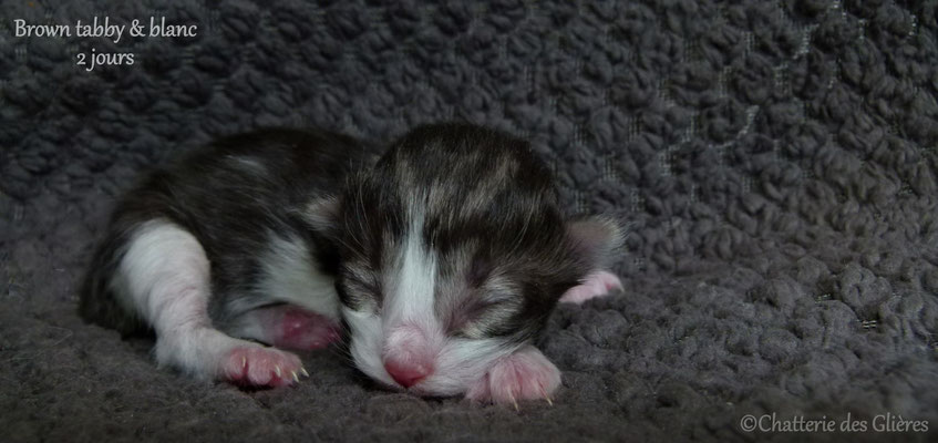 R'mess des Glières, mâle norvégien brown spotted tabby & blanc - Chatterie des Glières