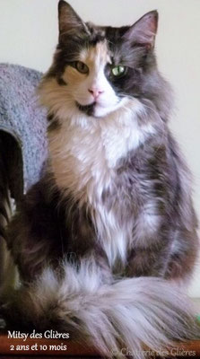 Nos Femelles Chatterie Glieres Sacre Birmanie Norvegien