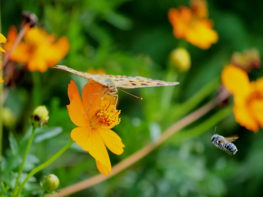 キバナコスモスの花にキタテハ　飛んでるのは多分ハナバチの一種