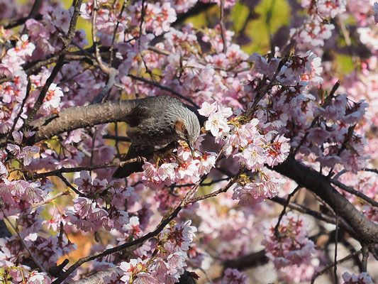 桜の花の蜜を吸うヒヨドリ