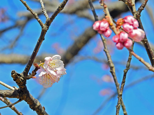 粟井川の彼岸桜が１輪