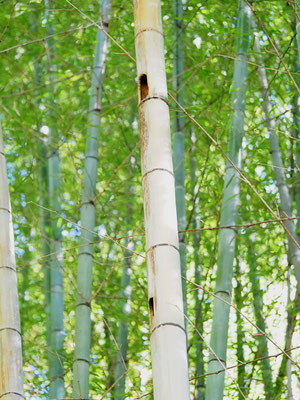 アオゲラの開けた孔　この竹には上の方まで４－５カ所開いていました