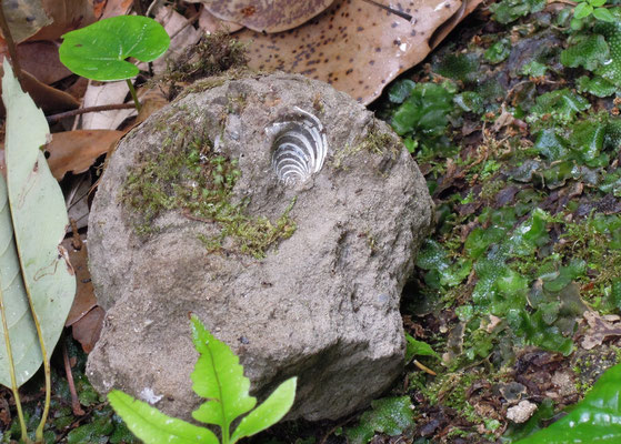 近くの石をひっくり返すと貝化石発見。持ち出し禁止。