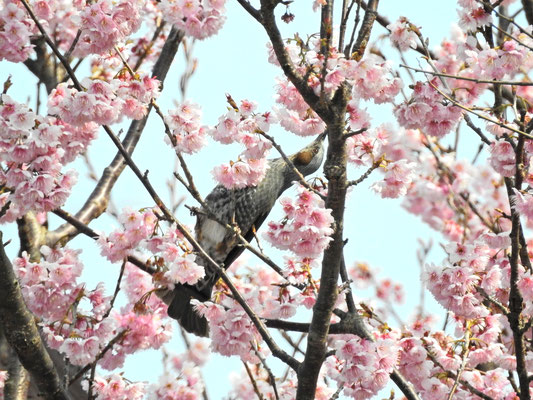 １２日　粟井川　　ヒヨドリが桜の蜜を吸いに