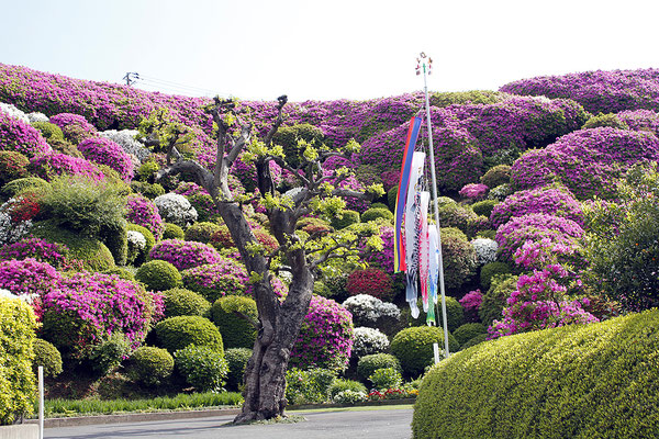 09.佐江戸加賀原地区連合自治会　牧野家のつつじ