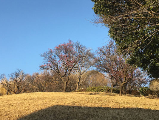 折田不動梅林