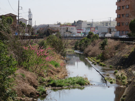 早渕川鍛冶橋付近