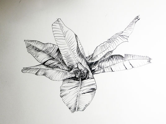 Bananier - dessin à la plume encre de chine sur papier-croquis Caroline Delannoy