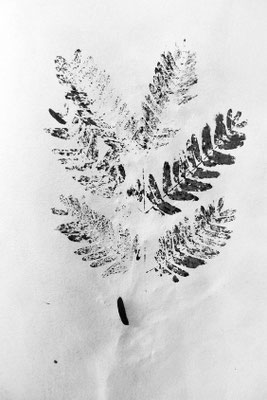 EMPREINTE fougère encre de chine sur papier-croquis Caroline Delannoy