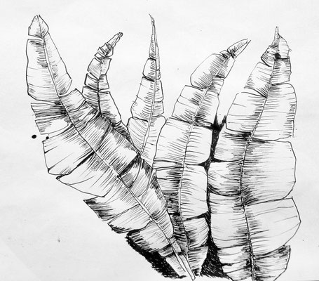 Balisier - dessin à la plume encre de chine sur papier-croquis Caroline Delannoy