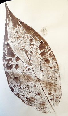 EMPREINTE brou de noix sur papier-croquis Caroline Delannoy