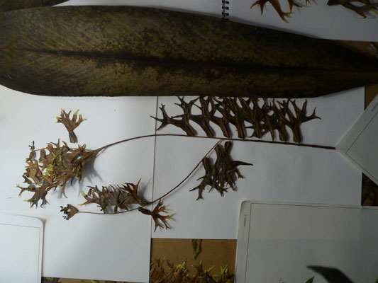 Herbiers Caroline Delannoy