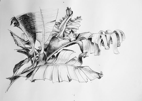 Bananier - dessin à la plume encre de chine sur papier-croquis Caroline Delannoy