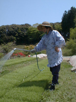 水やり　５月３日 　これはおばあちゃんの仕事。毎日欠かさず水やりです。