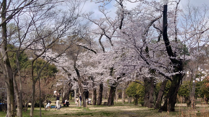 260328_2ソメイヨシノ（武蔵野公園）s