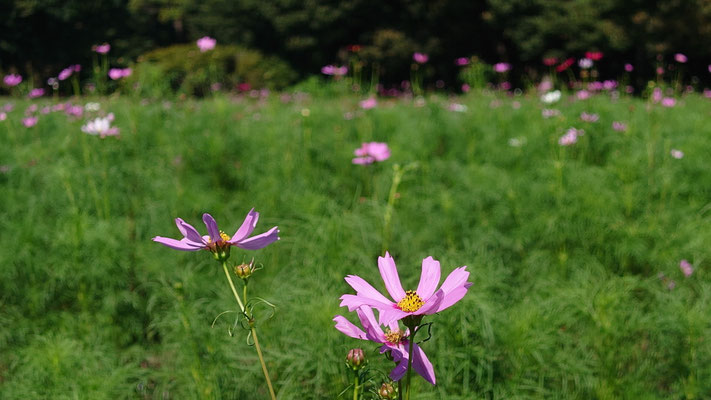 250903_4コスモス（小金井公園・つつじ山広場）s