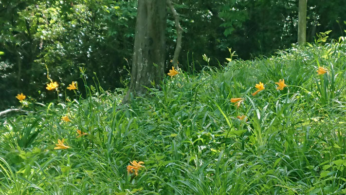 230428_03浅間山公園ムサシノキスゲ