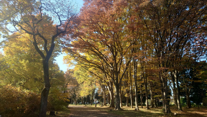251117_5武蔵野公園s
