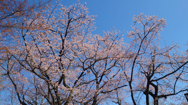 260311_1大寒桜