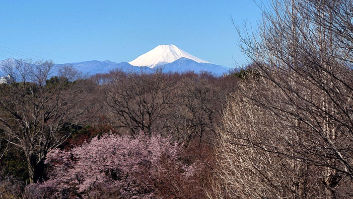 260314_1富士山と大寒桜